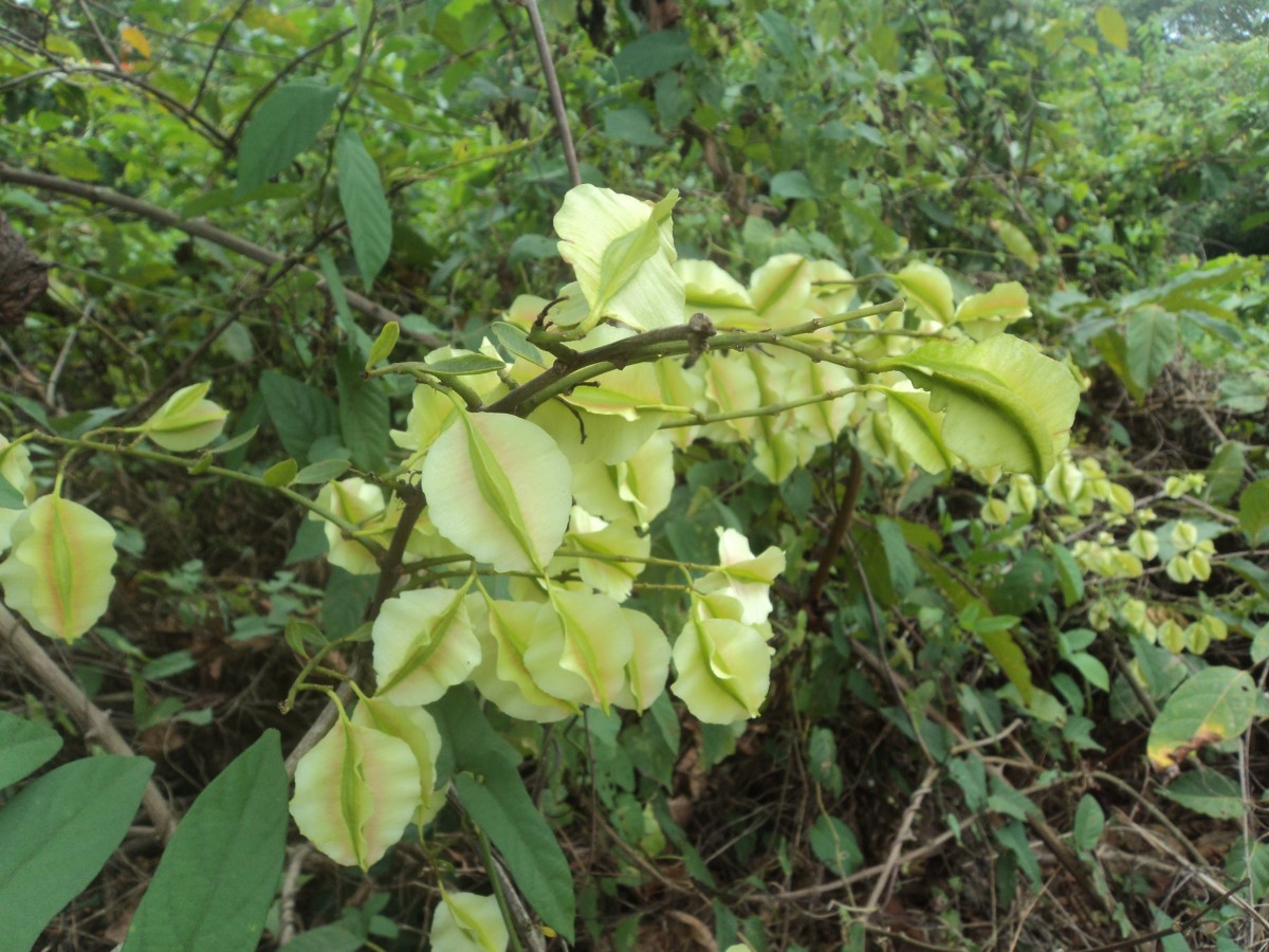 Combretum paniculatum Vent.